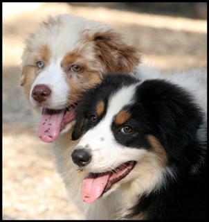 Eterna et Sperenza, nos chiots bergers australiens. ne  l'levge, elles sont issues du mariage de Bonnie et Booz.