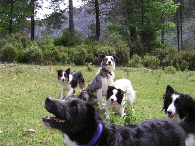 Nos chiens en ballade !