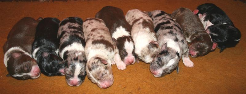 chiots berger australien, nos chiots berger australien quittent la maison à 8 semaines primo-vaccinés, identifiés par puce, correctement vermifugés et socialisés avec leurs papiers. Ils sont l'objet de leur jour de naissance au jour de leur départ de toute notre attention. Bien qu'élevage professionnel, notre méthode d'élevage est plutôt familiale puisque ceux-ci restent d'abord à la maison jusqu'à leur sevrage. Ils rejoignent ensuite leur chalet où se trouvent leurs jouets et outils de défoulement. Ils sont lâchés de nombreuses heures dans la journée et connaissent le rappel quand ils nous quittent. Ils deviendront ensuite de supers chiens de compagnie pour maîtres attentionnés.