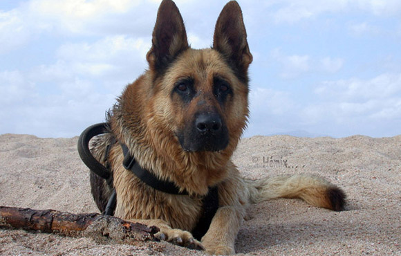 berger allemand sur la plage 