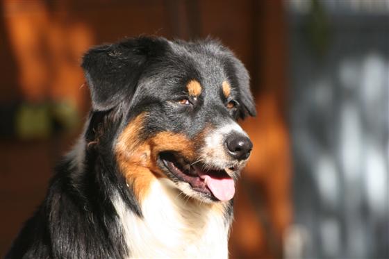 Bonnie, berger australien née à l'élevage di u vecchiu.