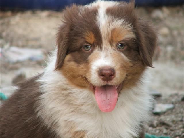 Buster, une bouille craquante !!!