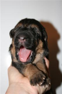 chiot berger allemand n  l'levage corse di u vecchiu