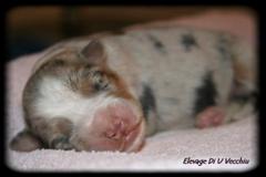 chiot berger australien